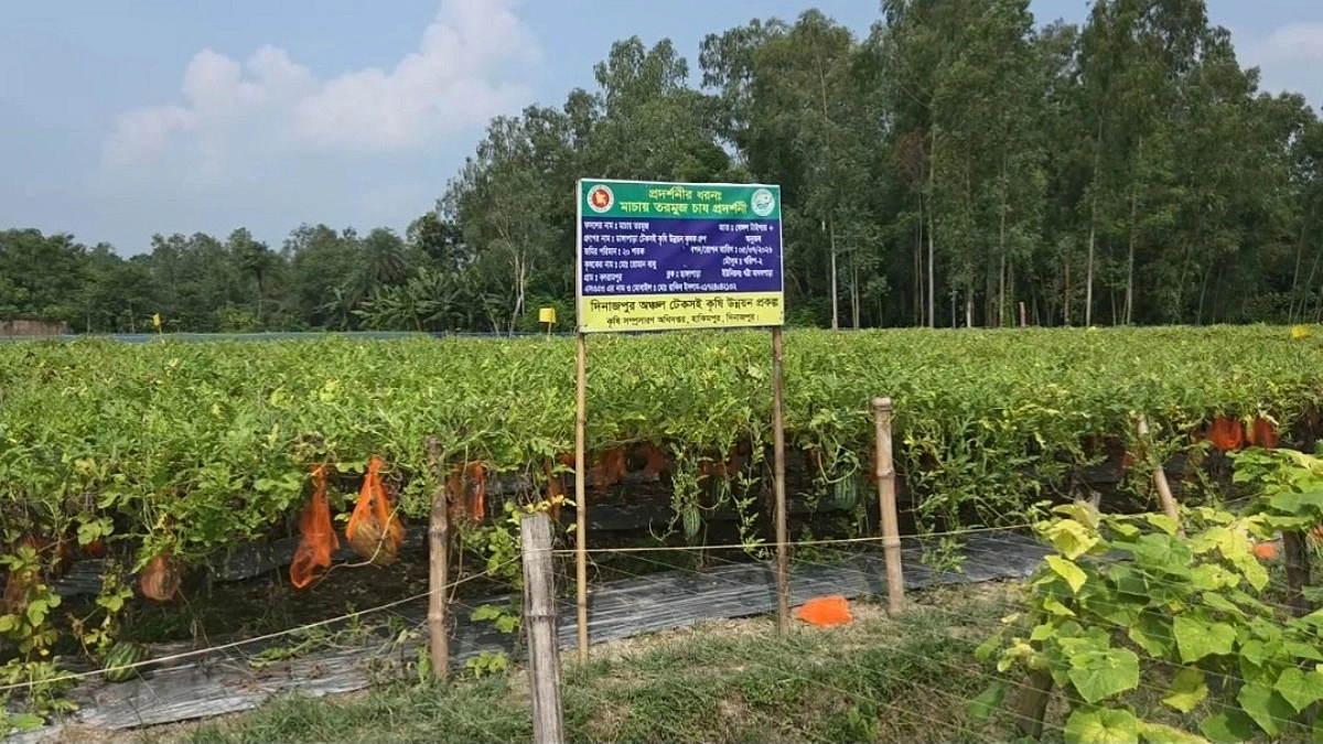 মাচায় অসময়ের তরমুজ, খুশি কৃষক