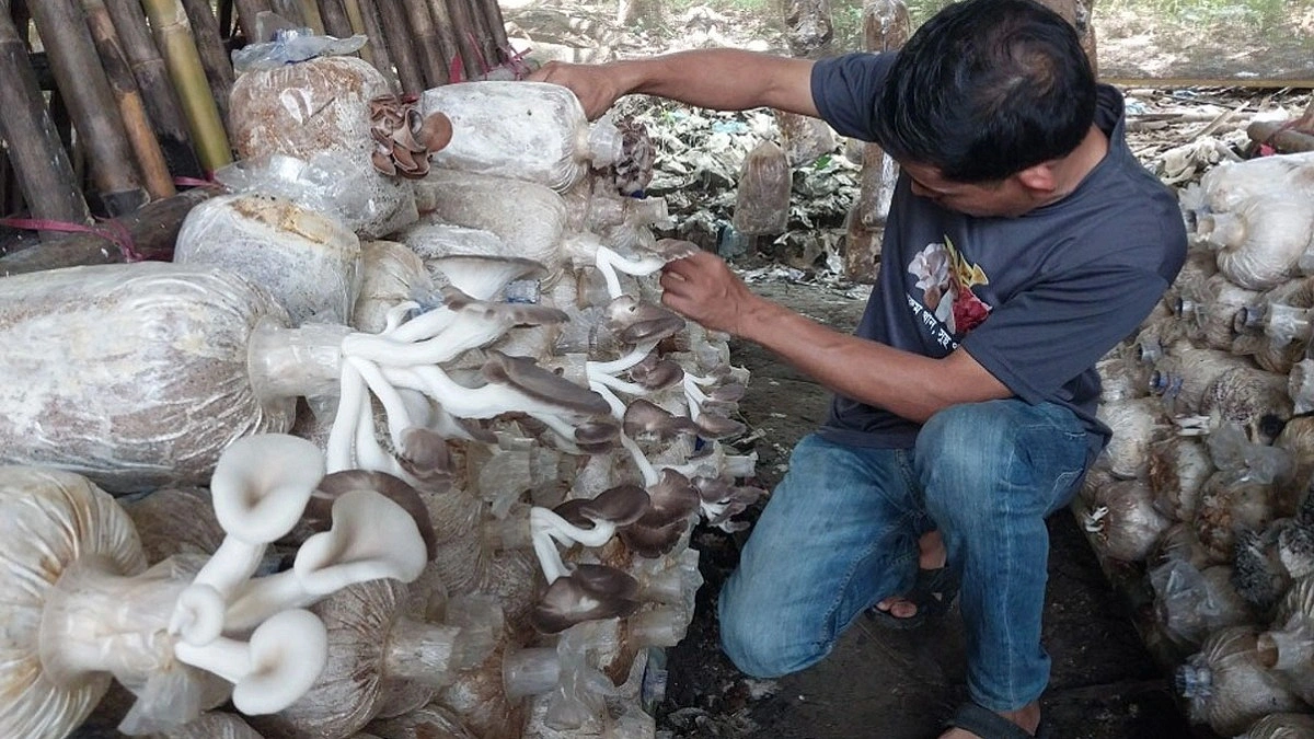 মাশরুমের বীজ উৎপাদন করে উদ্যোক্তা ওডিস