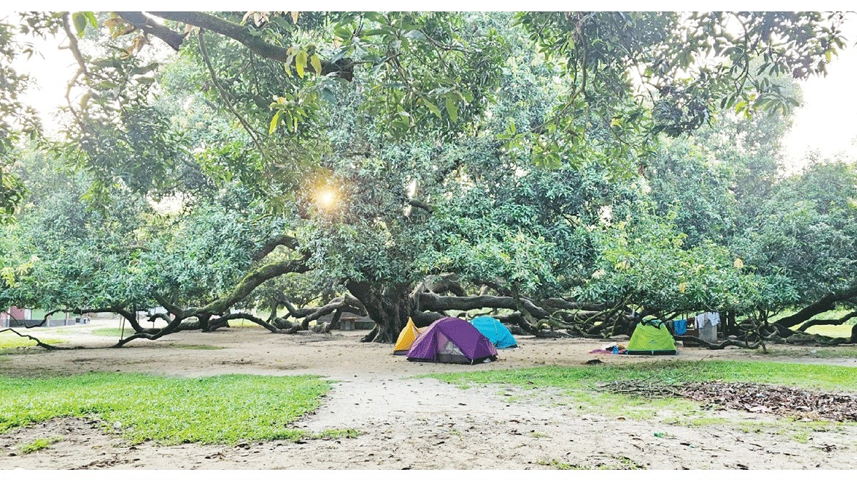 ২২০ বছরের পুরনো সূর্যপুরী আমগাছ!