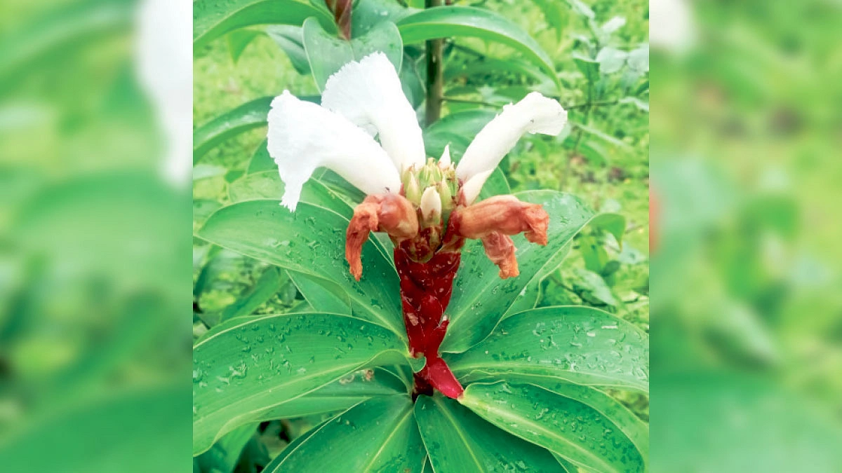 কেঁউ ফুলের মোহময় সৌন্দর্য