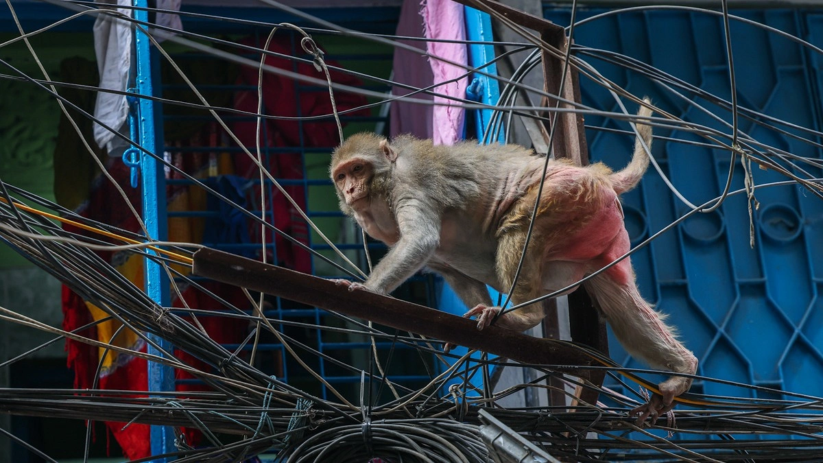 বৈদ্যুতিক তারের ওপর দিয়ে পার হচ্ছে এক বানর