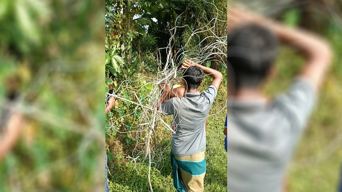 ইঁদুর মারার ফাঁদে প্রাণ গেল কৃষকের
