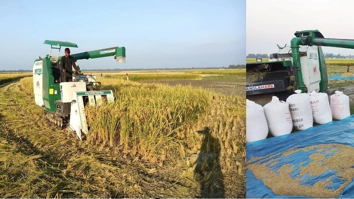 চরে আগাম আমন ধান কাটার ধুম