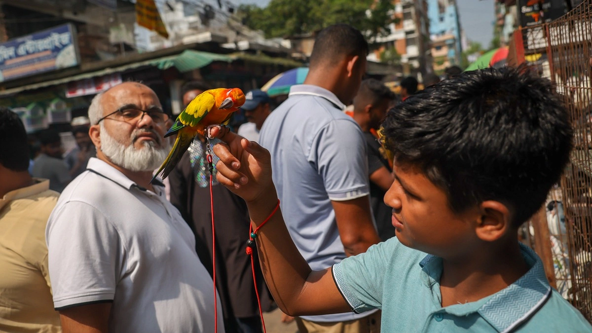 নিজের পোষা পাখি নিয়ে হাটে এসেছে এক কিশোর