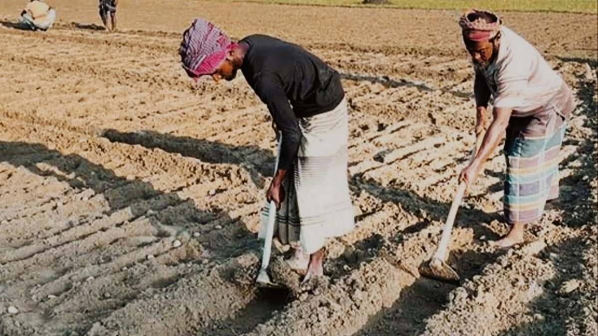 লোকসান পুষিয়ে নিতে হিলিতে আগাম আলু চাষে ব্যস্ত কৃষক