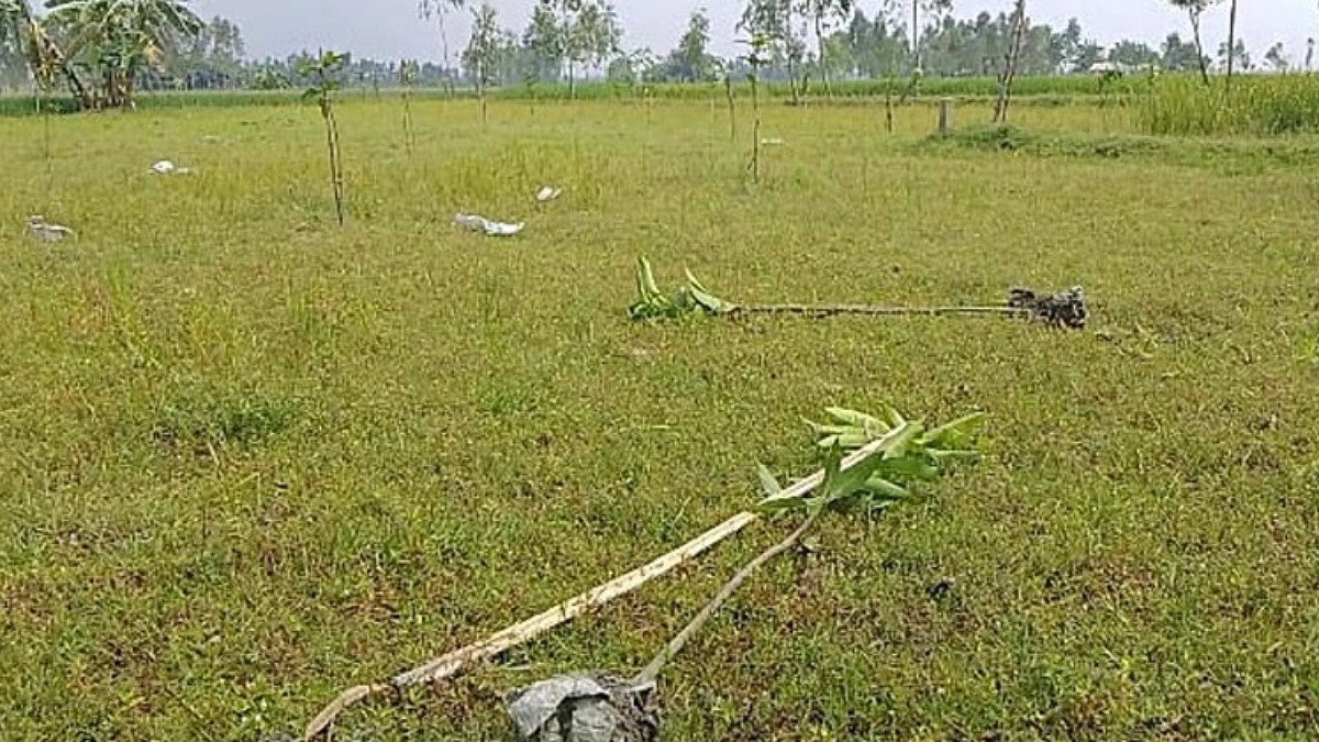 চাঁদা না দেওয়ায় আমবাগানে শতাধিক চারা উপড়ে ফেলার অভিযোগ