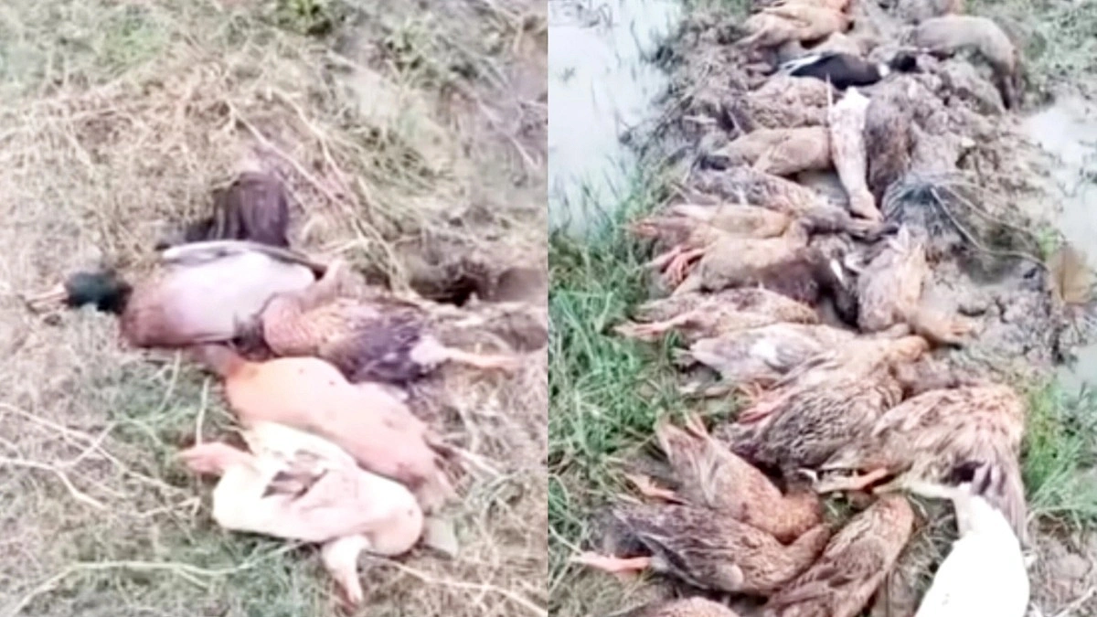 ‘বিষমাখা ধান’ খেয়ে ৭০ হাঁসের মৃত্যু, অসুস্থ আরও দুই শতাধিক