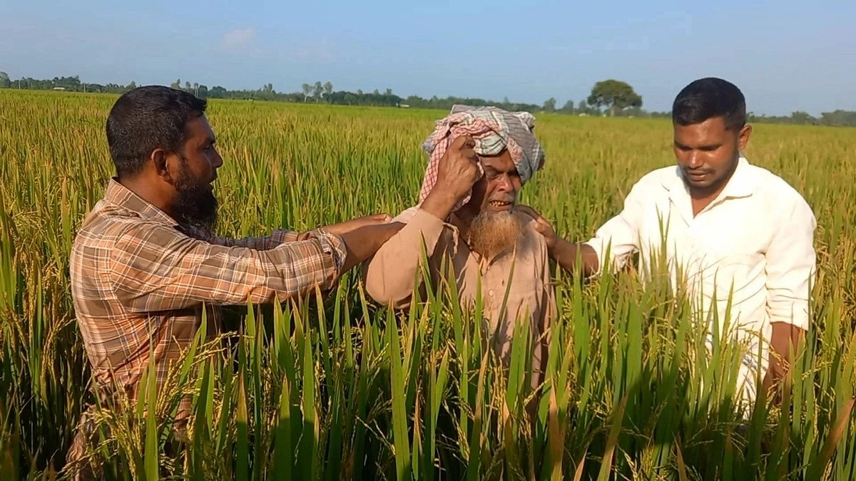 তেঁতুলিয়ায় আগাছানাশক দিয়ে ৫৪ শতক ধানক্ষেত নষ্টের অভিযোগ