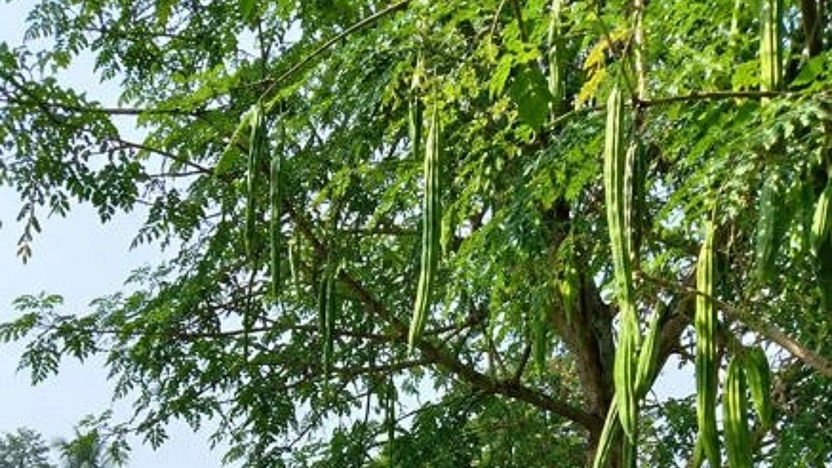 মৌসুমের গণ্ডি পেরিয়ে বিরামপুরে বারোমাসি সজনে