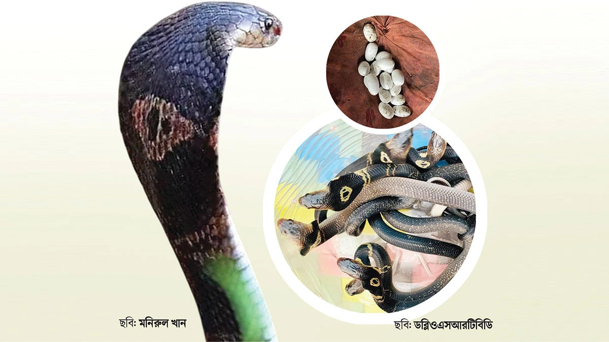 ভয়ংকর সুন্দর