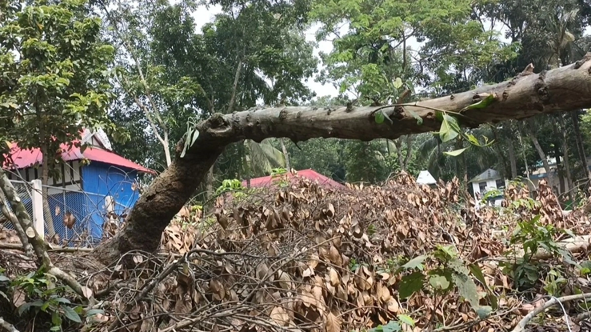 রাতের আঁধারে কাটা হলো ২০০ বছরের গাছ, জমি দখলের অভিযোগ আওয়ামী লীগ নেতাদের বিরুদ্ধে