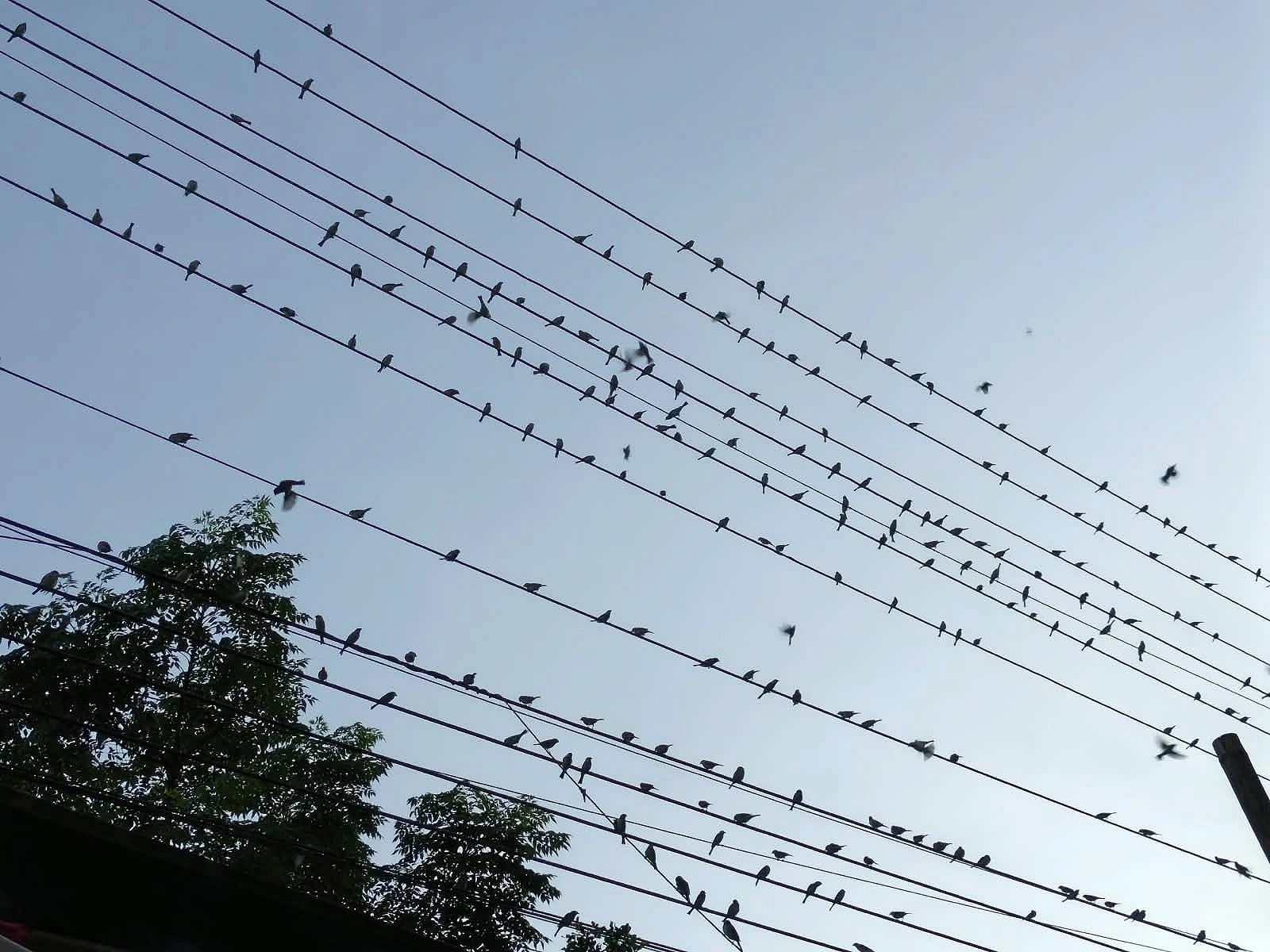 পাখিদের থাকার উপযুক্ত বাসস্থান না থাকায় তারা গাছের ডালে রাত কাটায়। ছবি : আগামীর সময়