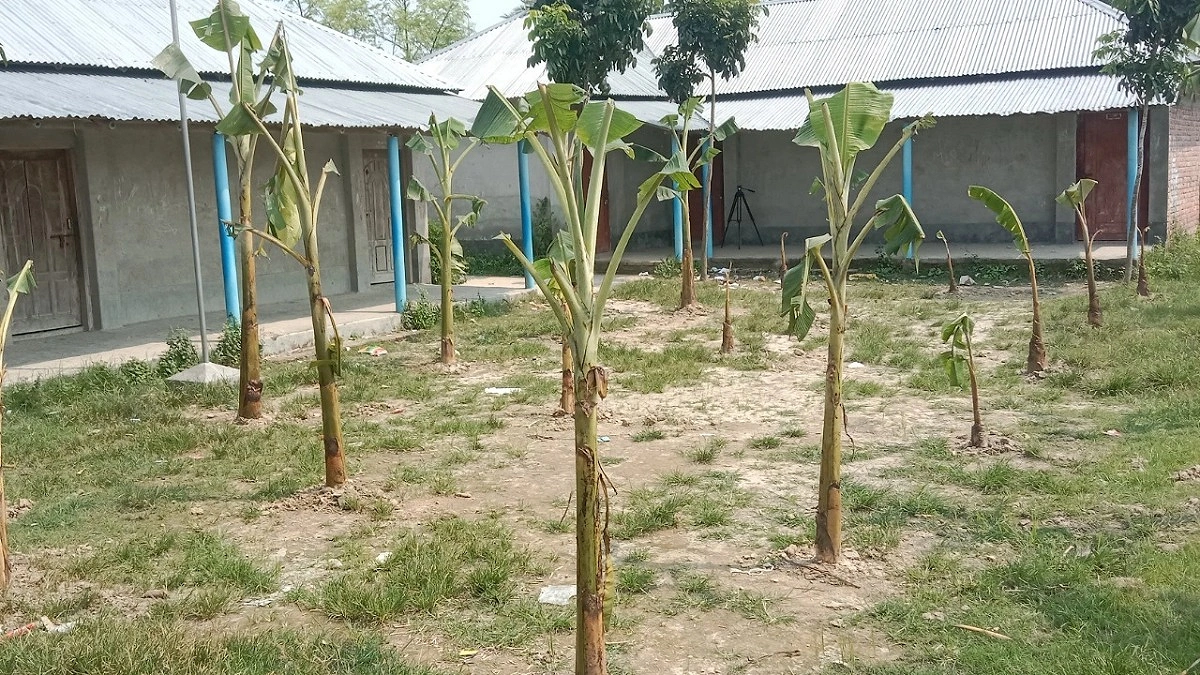 চাকরির প্রতিশ্রুতিতে জমি দান, না পেয়ে স্কুলের মাঠে লাগালেন কলাগাছ