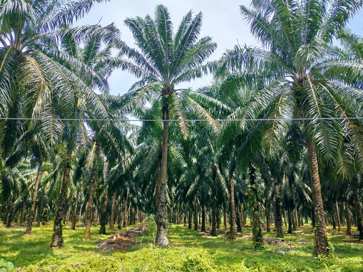 বিস্তৃত পাম বাগান