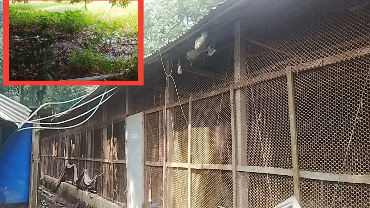পোল্ট্রি ফার্মের বর্জ্য ও দুর্গন্ধে অতিষ্ঠ শতাধিক পরিবার