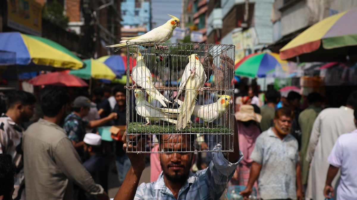 বিক্রির জন্য খাঁচায় করে পাখি নিয়ে এসেছেন এক বিক্রেতা
