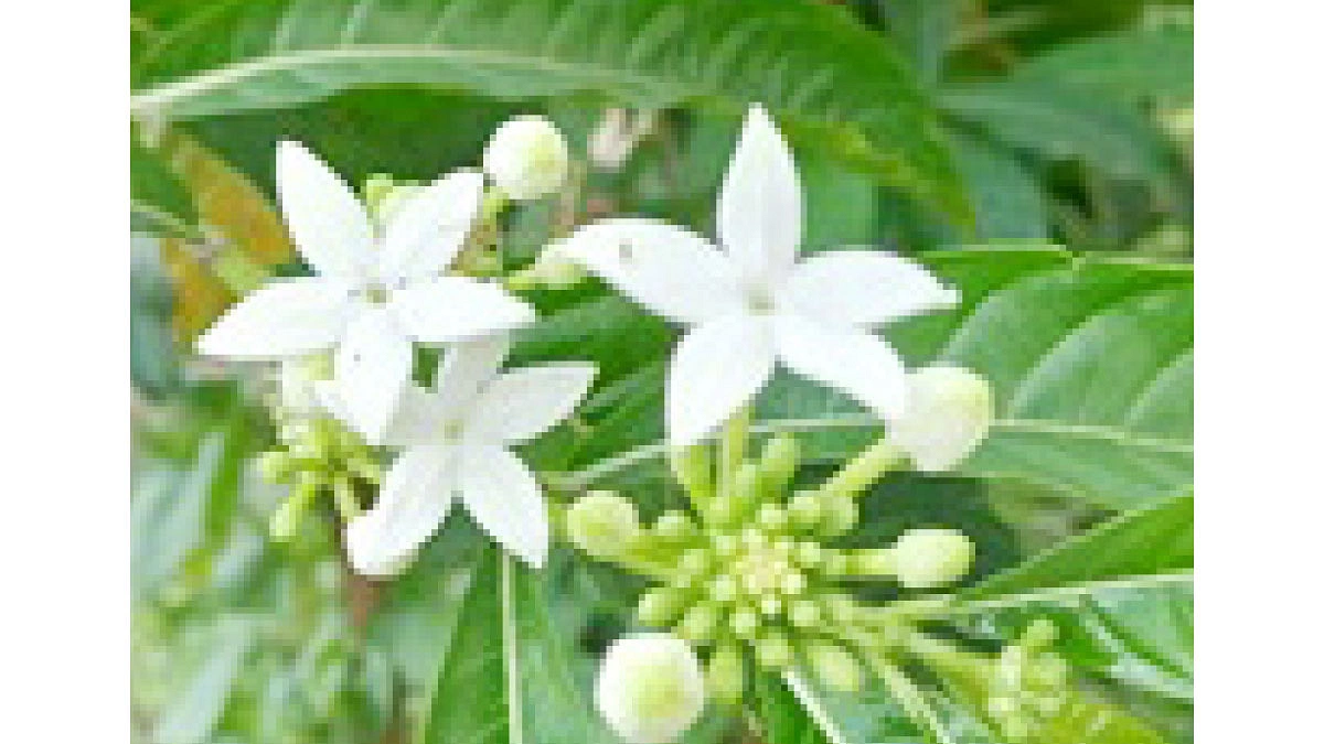 বনমালী