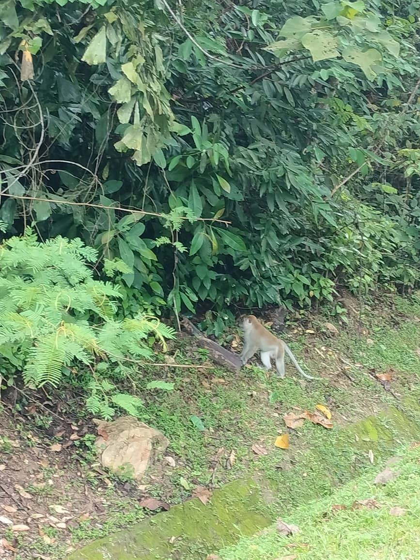 রিসোর্টের ফটকের আশেপাশেই দেখা মিলল শাখামৃগের