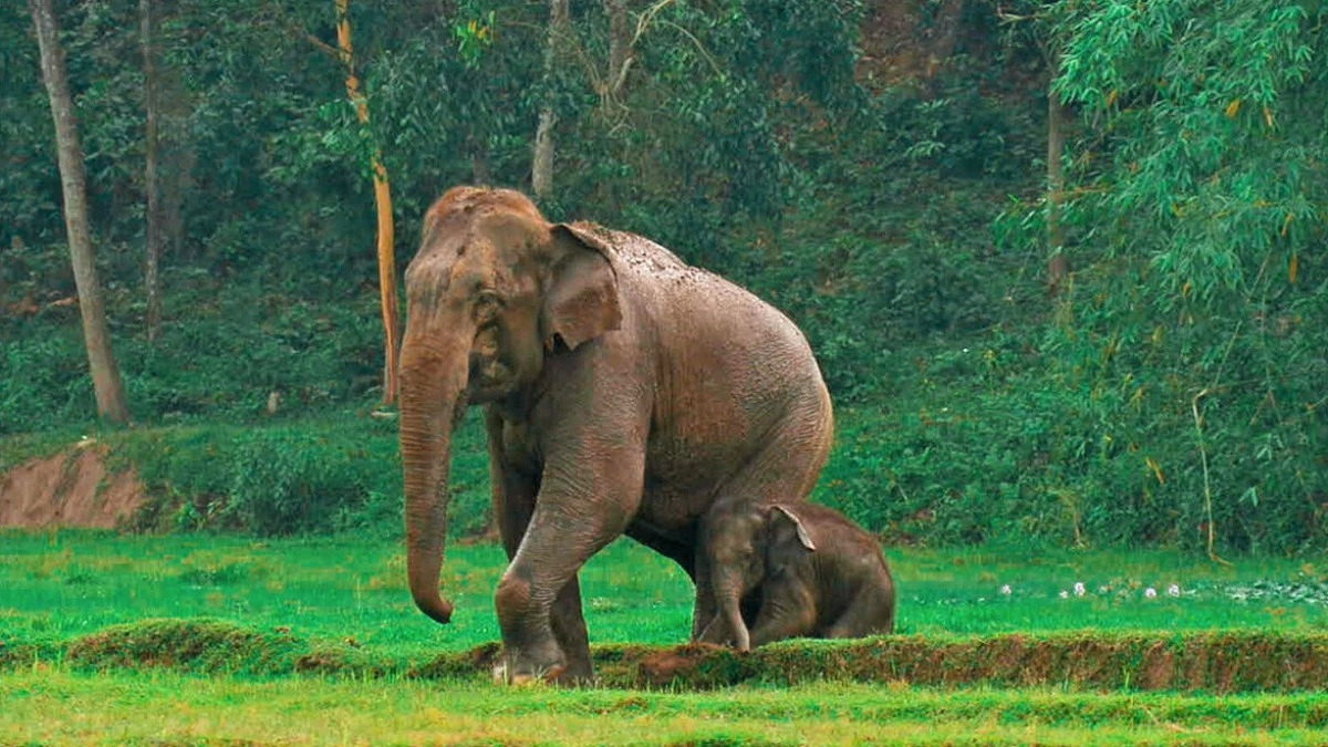 Why Elephants Migrate from the Himalayas to Bangladesh Each Year