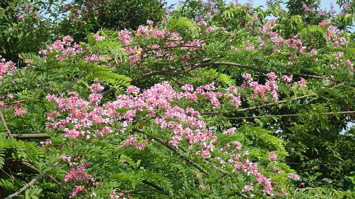 Pink in Color, Red by Name