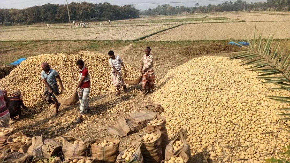 Potato Day: Relief for Consumers, Sighs of Farmers