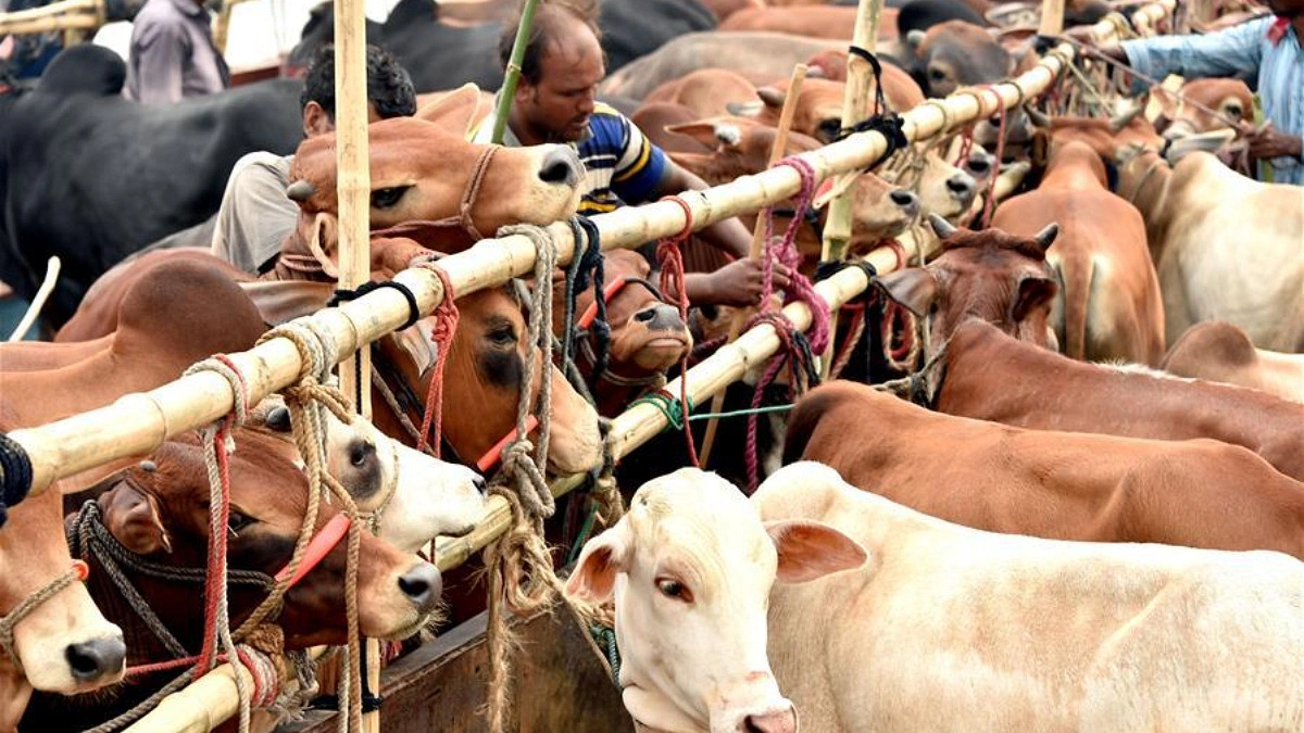 Bangladesh ranks top globally in sacrificing animals during Eid-ul-Adha
