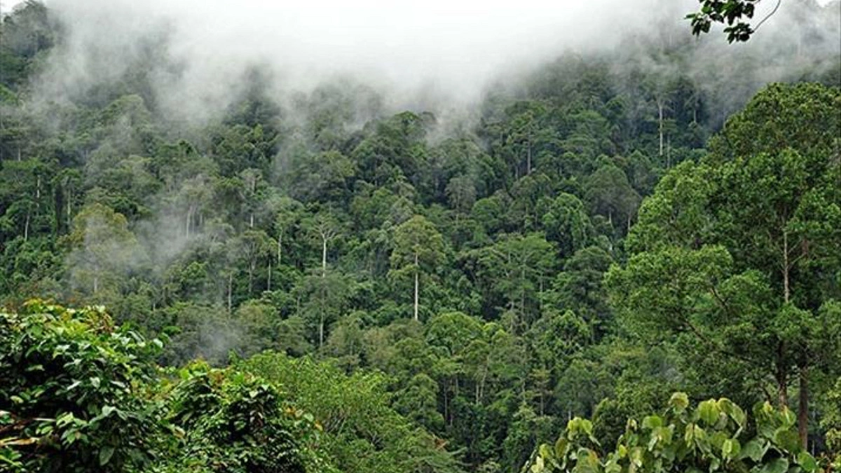 Deforestation Hits a 40-Year Low: A Turning Point for Brazil’s Most Threatened Forest