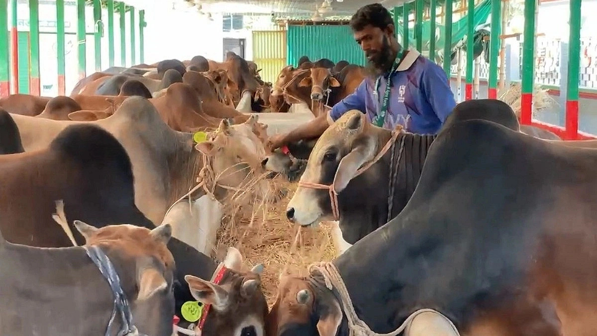 Six Lakh Sacrificial Animals Ready, Uncertainty Looms Over Prices in Pabna