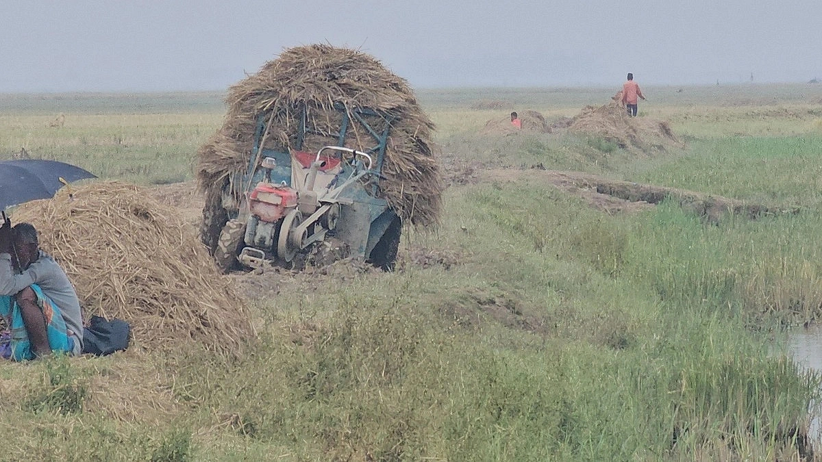 It is easier to harvest paddy in the haor than to bring it home