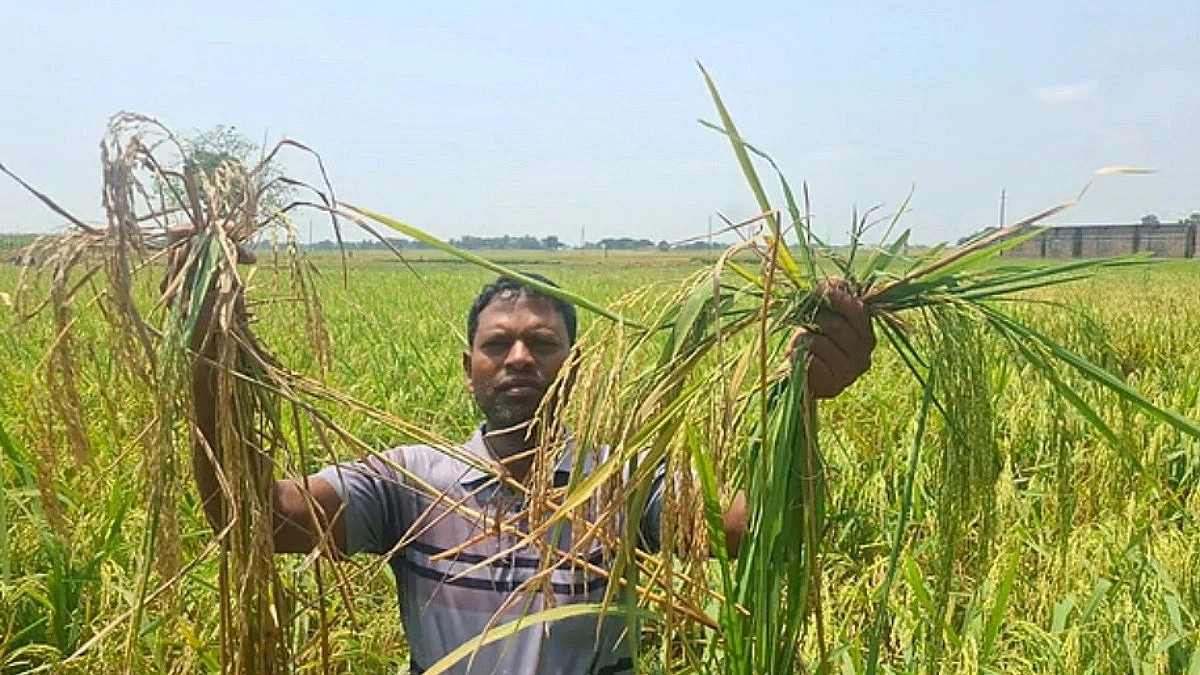 Farmers Face Uncertainty Instead of a Good Harvest