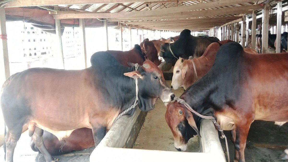 Farmers Worried Over Possible Influx of Indian Cattle
