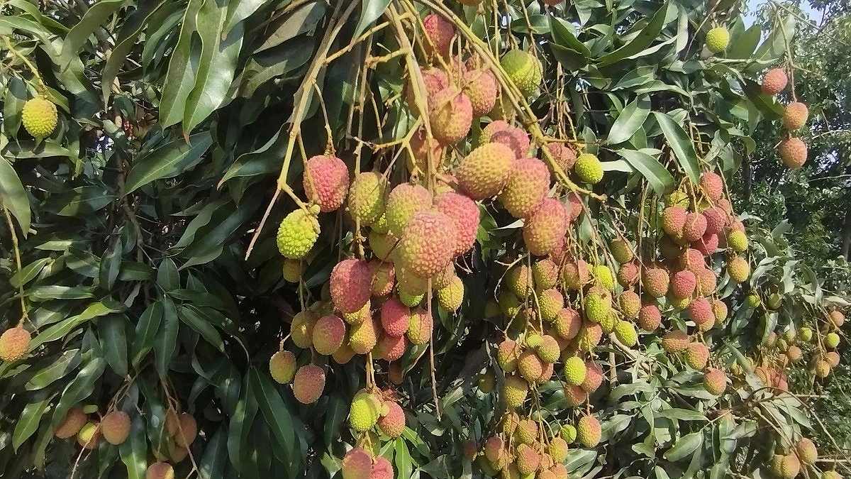Dinajpur lychees set to hit markets next week