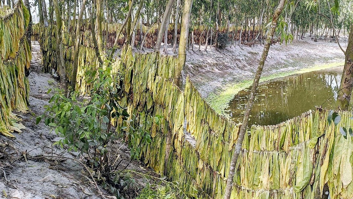 Tobacco Entangles Rangpur Farmers