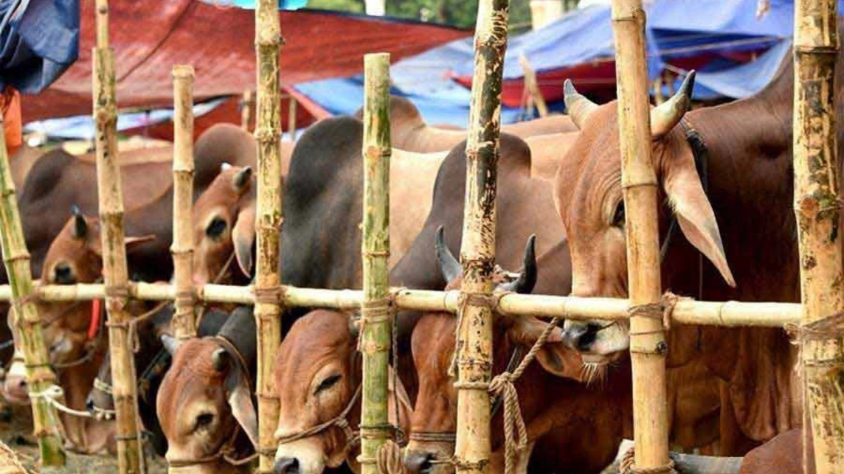 Residential areas of Dhaka now free from cattle markets
