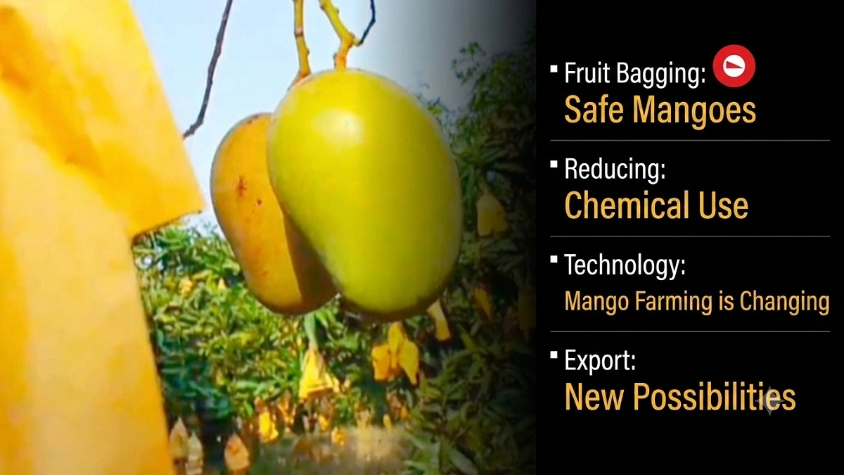 How Fruit Bags Are Changing Mango Farming