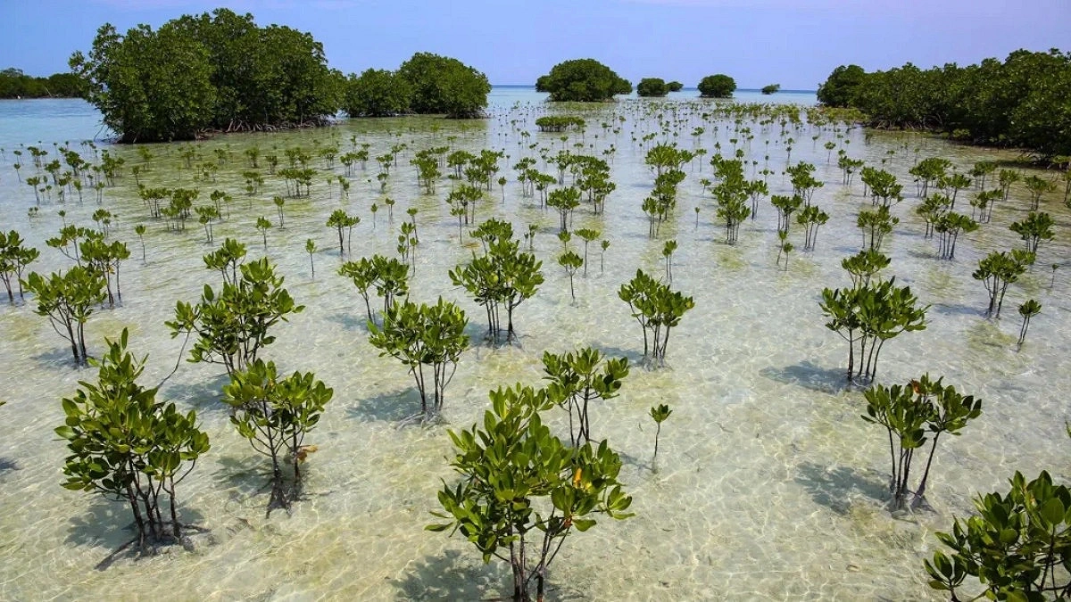 Decades Gone: Bringing Mangroves Back From the Brink