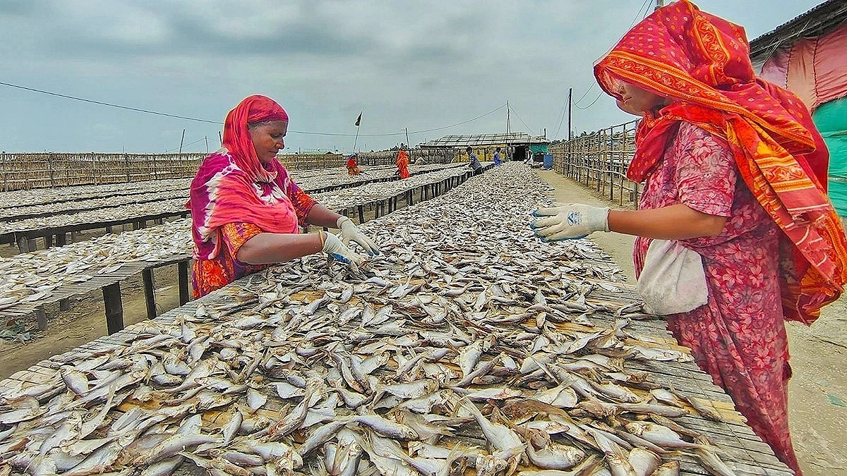 Production Halved at Bangladesh’s Largest Dried Fish Hub