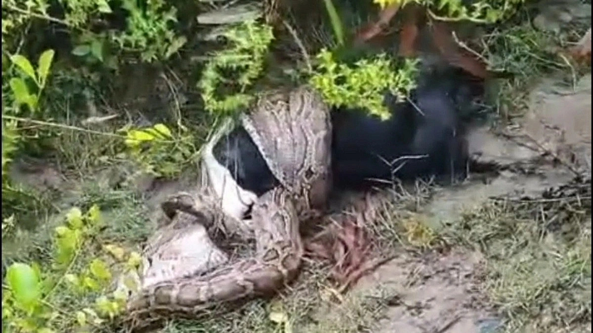 Python from the Sundarbans enters locality, attempts to swallow a live goat