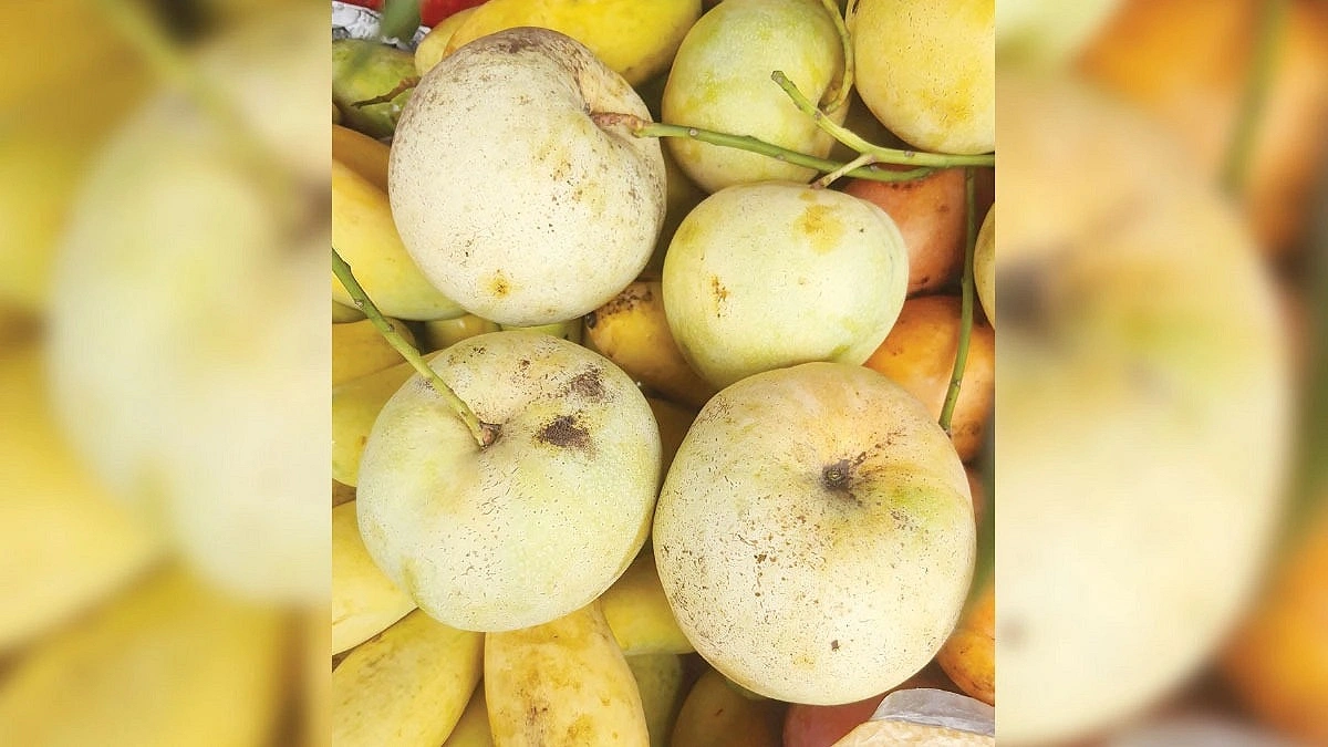 ‘Jambura Mango’