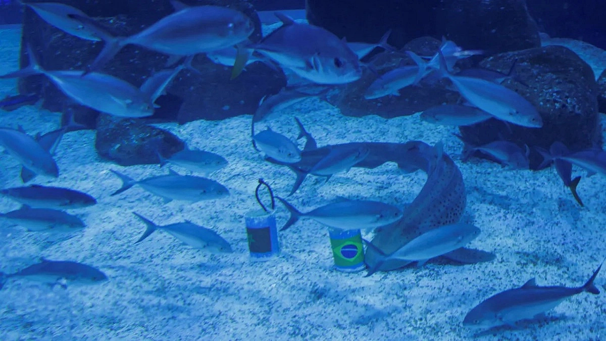 Shark Predicts Result of Brazil-Morocco Match!