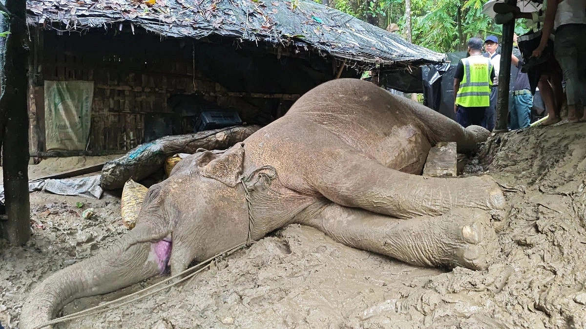 Injured mother elephant dies after falling from hillock at Teknaf