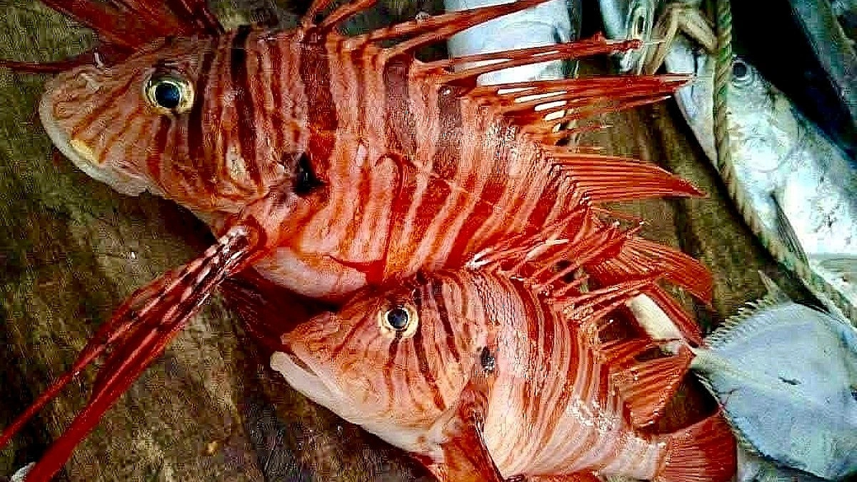 Rare 'lionfish' caught in fishermen's net in Bay