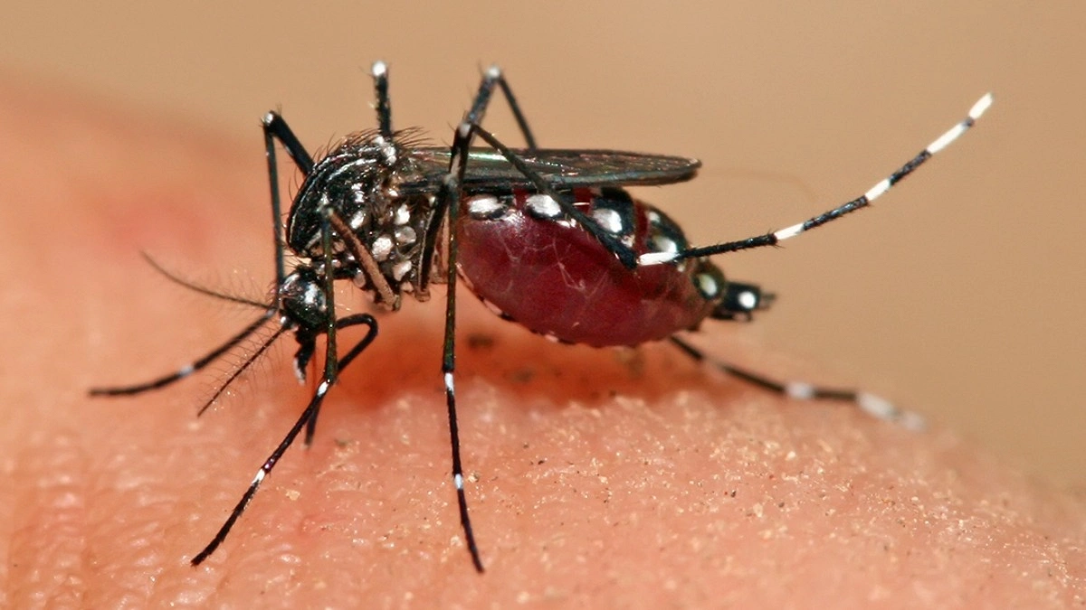 Dengue Surge Overwhelms as Measles Outbreak Worsens