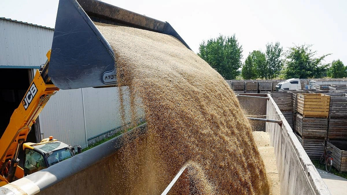 More Grain, Less Nutrition: The hidden health risk