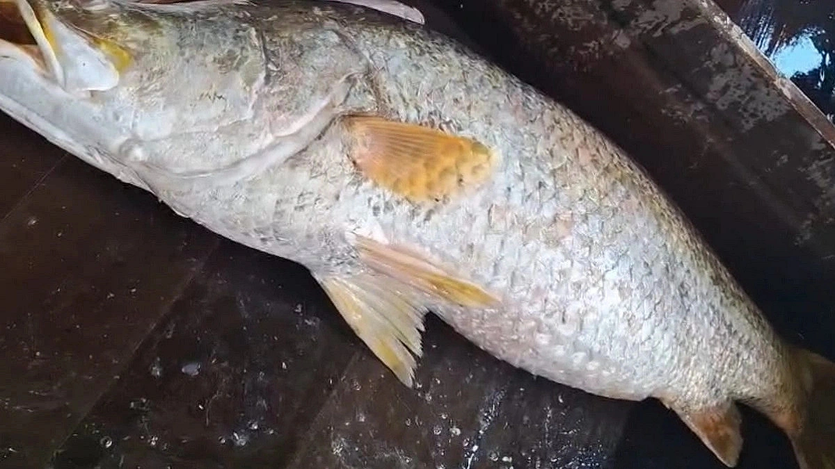 Fisherman catches 16-Kg coral fish in Manpura, sells at Tk 24,000
