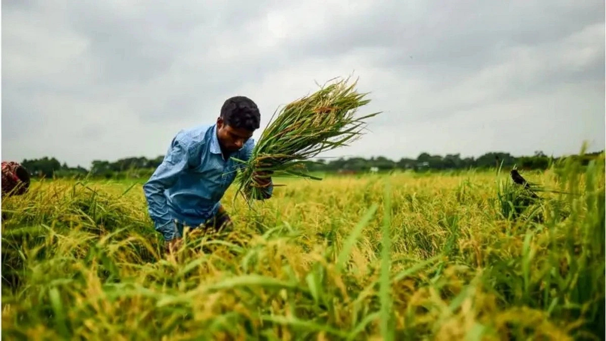 Rangpur tops in farm labor productivity, Dhaka at bottom