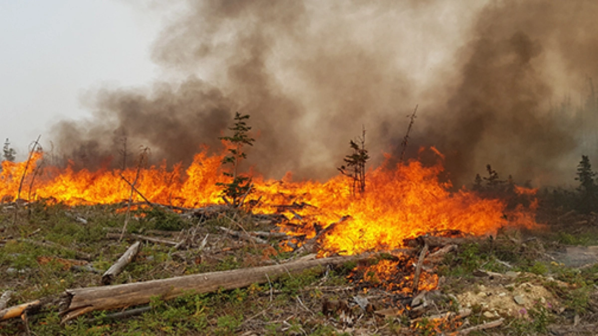 British Columbia declares state of emergency as more than 20,000 flee wildfires