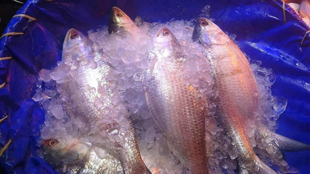 Shortage of Padma Hilsa in markets, traders admit the truth
