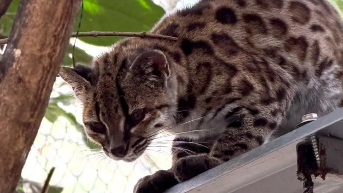 New species of spotted wild cat discovered in Bolivia’s forests