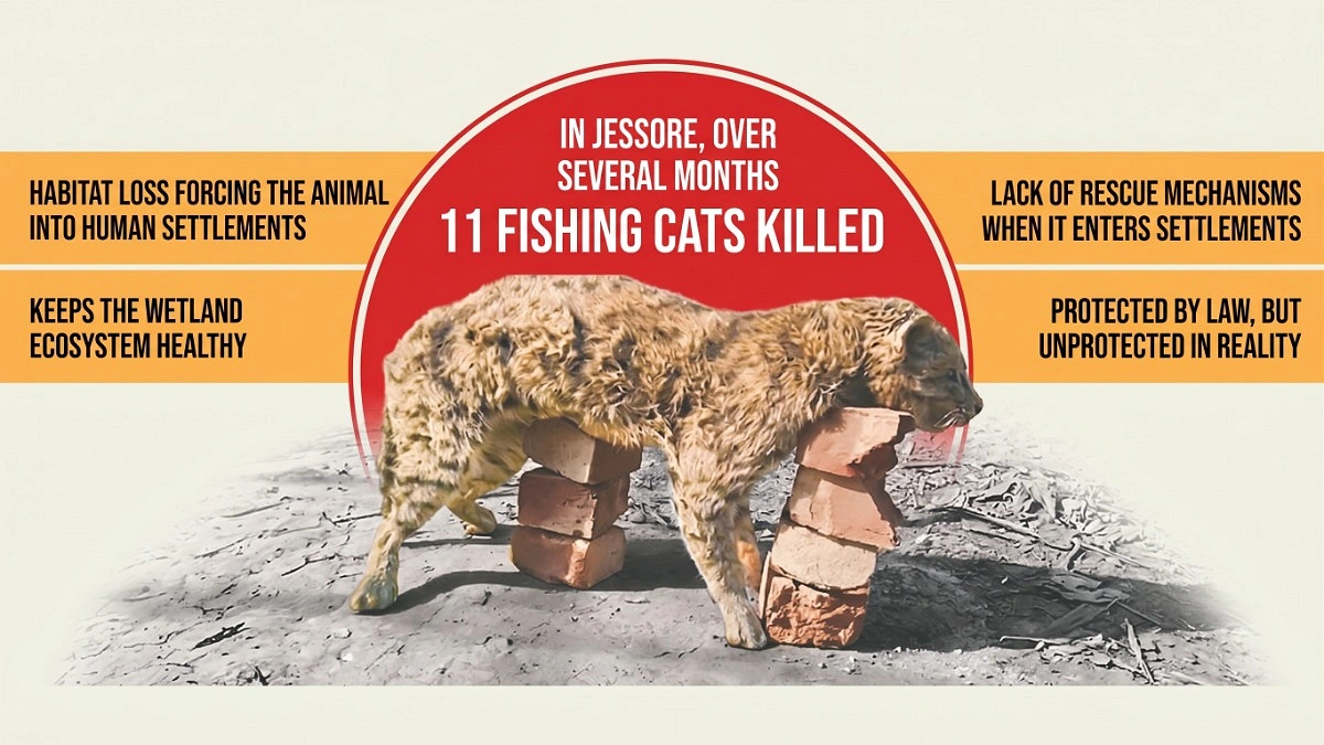 Fishing cats endangered by human mistakes in Jashore